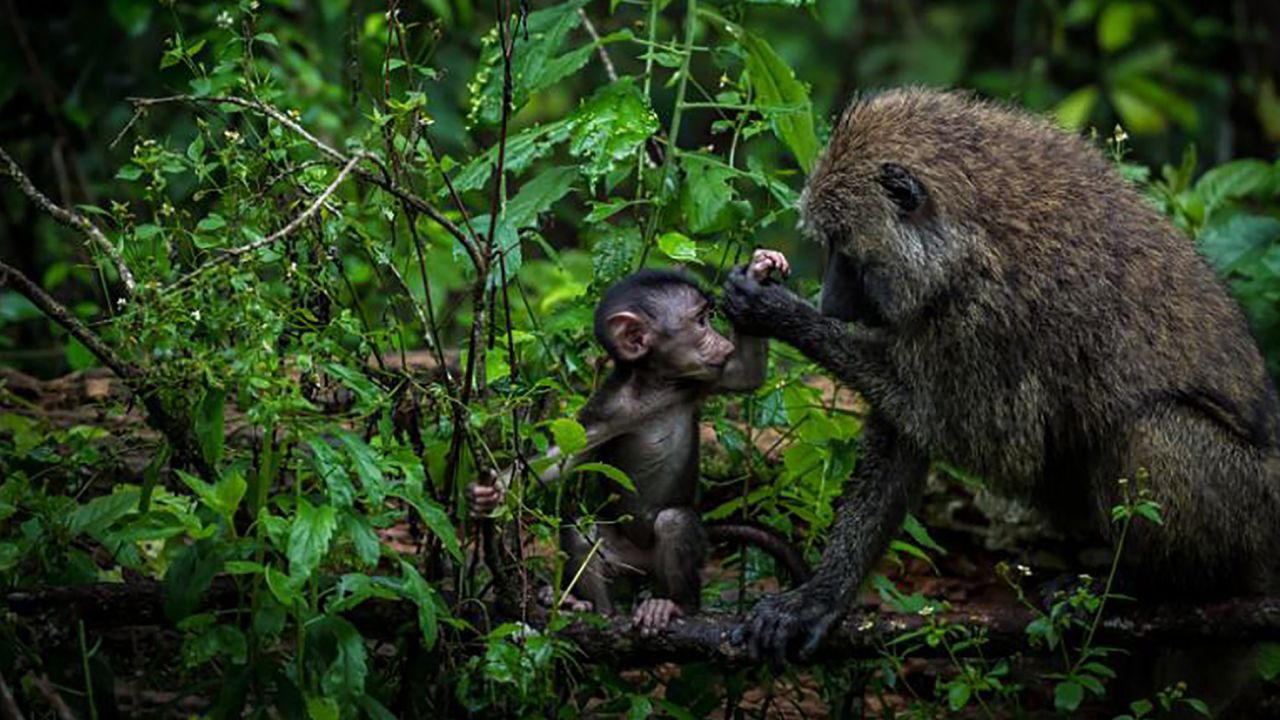 Wildlife photographer Emma Gatland captured this moment between a baboon and her baby in the wild.