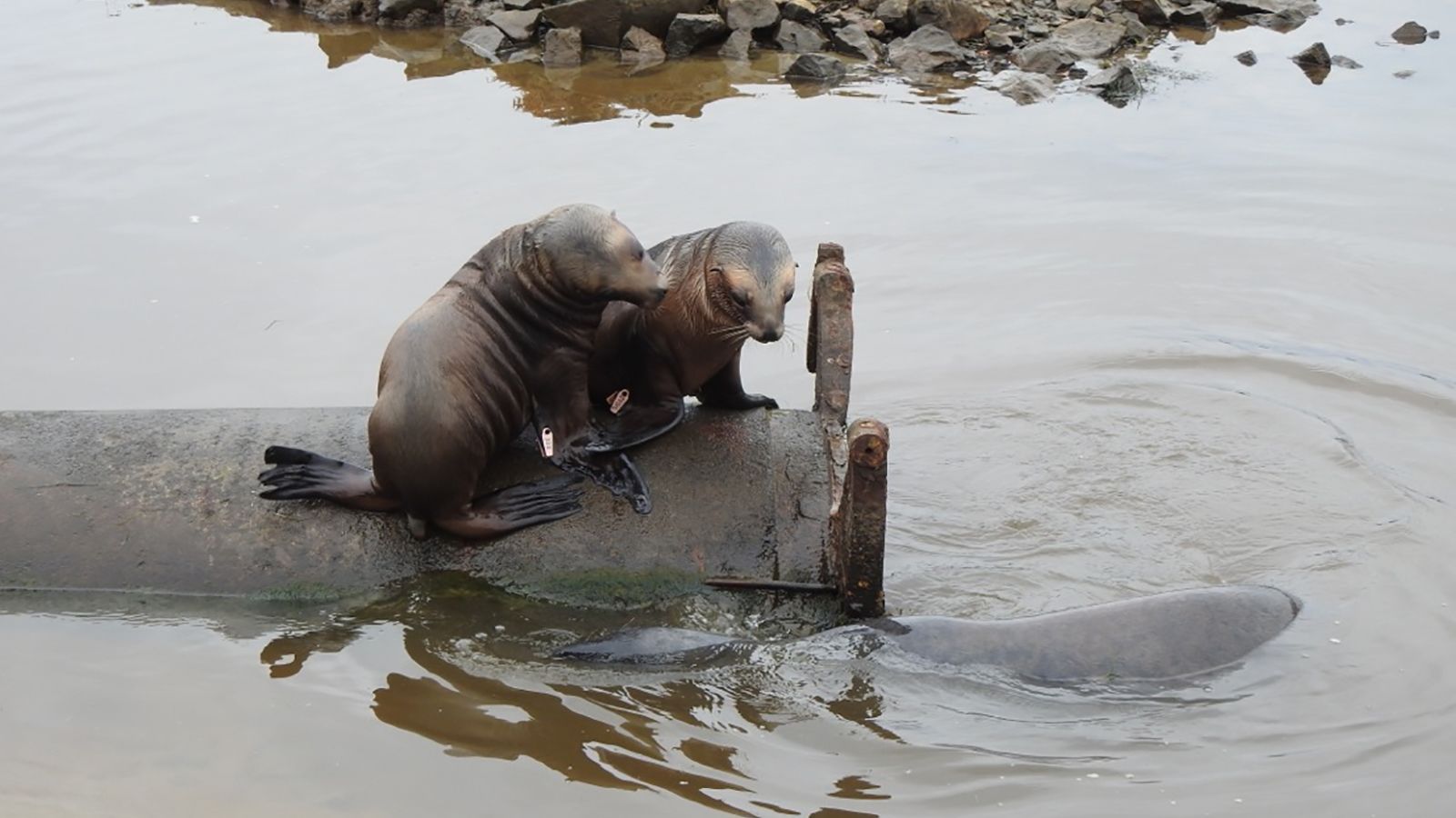 Since Mum arrived, the Department of Conservation has closely tracked her offspring and created a family tree. Pictured here are two pups playing on a pipe in an Otago Peninsula Inlet, with an adult male circling below. 