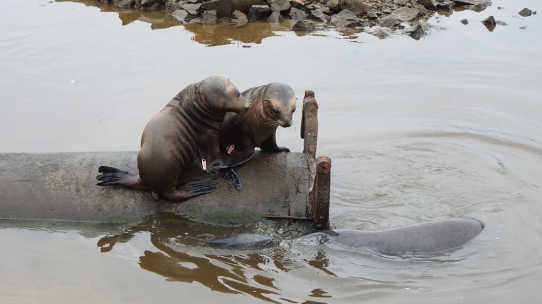 Since Mum arrived, the Department of Conservation has closely tracked her offspring and created a family tree. Pictured here are two pups playing on a pipe in an Otago Peninsula Inlet, with an adult male circling below. 