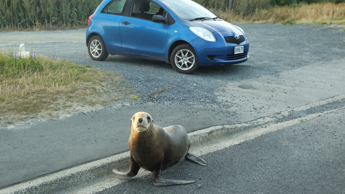 Roads, cars, motorbikes and dogs are all potential threats that could prevent the sea lion population from prospering. This year, a three-month-old sea lion pup was killed by a vehicle on an Otago Peninsula road, and motorcycle tracks were recently spotted beside a popular "nursery" area where many mother sea lions and their pups have settled. 