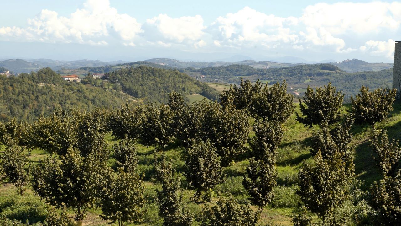 The hazelnuts used to make  gianduiotto can be found growing in the Langhe region of Italy.