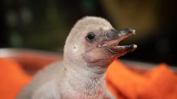 The penguin chick is being hand-reared by zoo keepers due to the ongoing avian influenza.