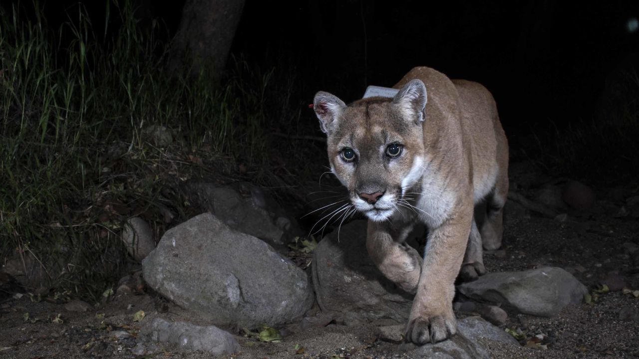 This cougar is often seen in the Hollywood area.