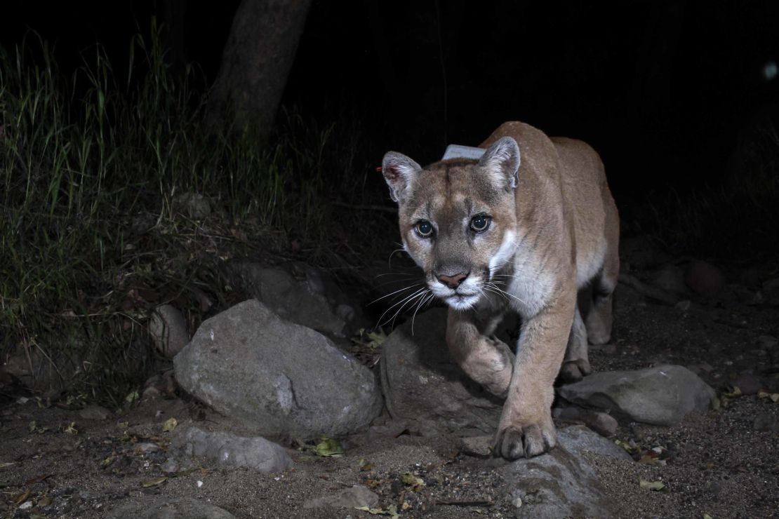 This cougar is often seen in the Hollywood area.