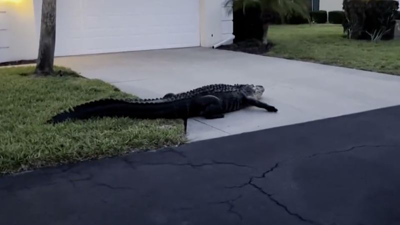 Massive Alligators Spotted Strolling Through Residential Areas Cnn