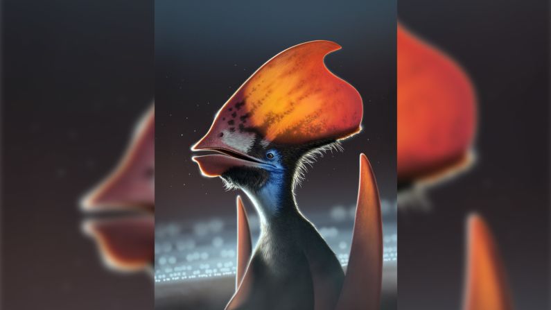 Tupandactylus © Nicholls 2022: Artist's reconstruction of the feathered pterosaur Tupandactylus, showing the feather types along the bottom of the headcrest: dark monofilaments and lighter-coloured branched feathers.