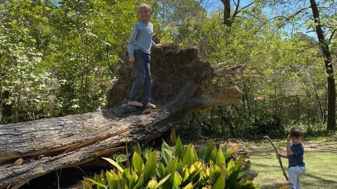 Hunter Dickerson's two boys survey a giant oak tree that nearly missed their house during severe weather earlier this year.