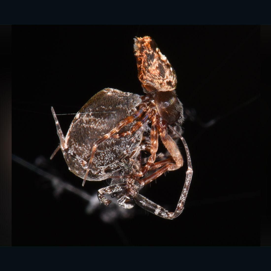 Onhandig De gasten grens Male spiders catapult away from partners to avoid sexual cannibalism | CNN
