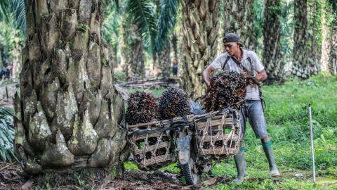 Un ouvrier charge des fruits de palmier fraîchement récoltés sur sa moto dans une plantation de palmiers à huile à Deliserdang, au nord de Sumatra, en Indonésie, le 15 mars 2022.