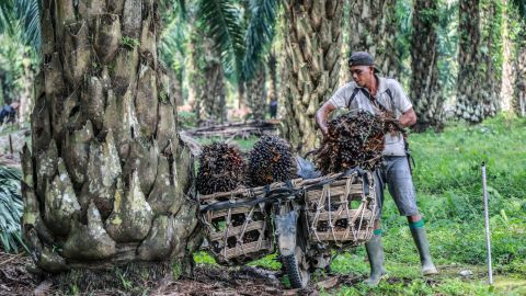 A worker loads freshly harvested palm fruits onto his motorbike at a palm oil plantation in Deliserdang, North Sumatra, Indonesia, 15 March 2022.