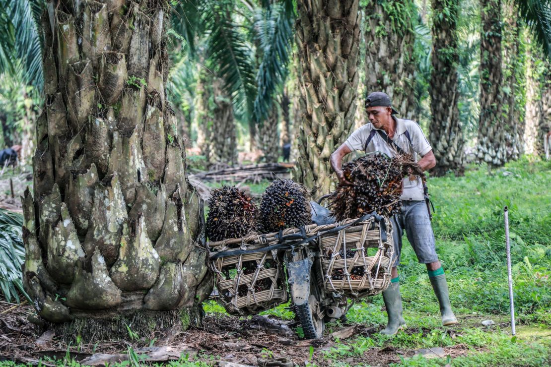 A worker loads freshly harvested palm fruits onto his motorbike at a palm oil plantation in Deliserdang, North Sumatra, Indonesia, 15 March 2022.