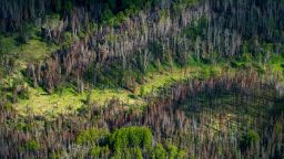 A patch of fire-damaged forest in Alaska. The boreal forest — typically pine, birch and larch — make up about thirty percent of all forest in the world. 