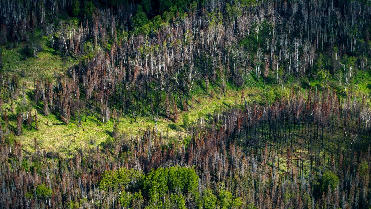 A patch of fire-damaged forest in Alaska. Boreal forests — just south of the Arctic circle in Canada, Europe and Russia — store roughly 30 to 40% of all land-based carbon in the world.