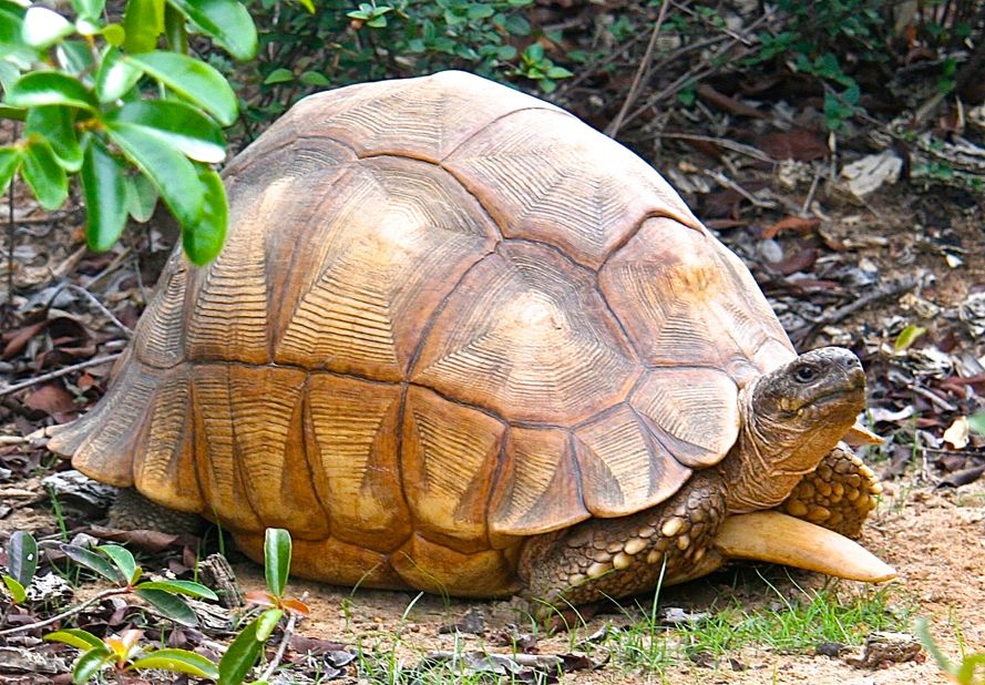 A critically endangered ploughshare tortoise (Astrochelys yniphora) is shown in the wild at Baly Bay Nature Preserve in Madagascar.