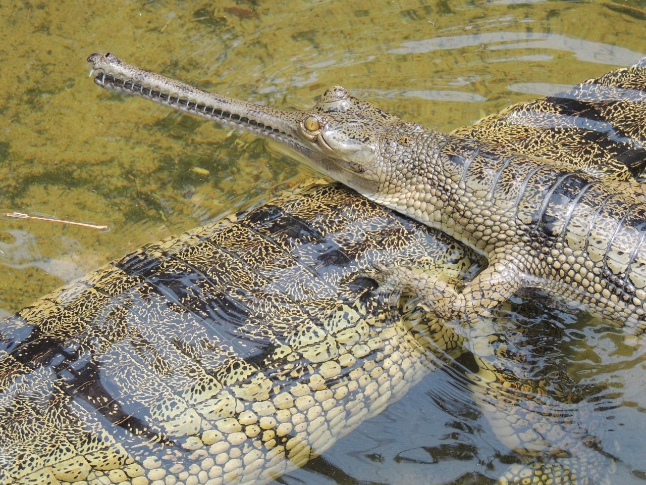 A critically endangered gharial, or fish-eating crocodile (Gavialis gangeticus), is shown in India.