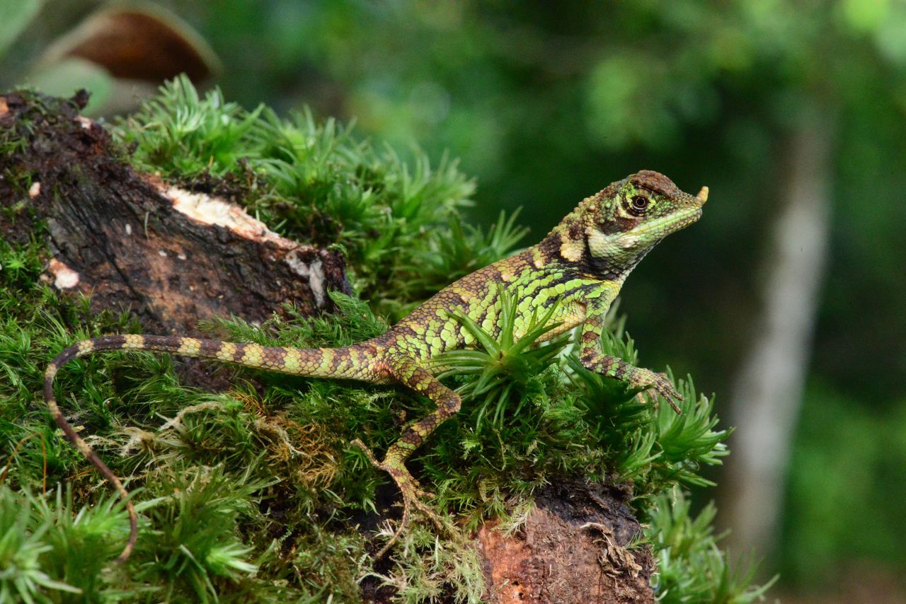 The endangered mountain horned agama (Ceratophora stoddartii) is endemic to Sri Lanka.