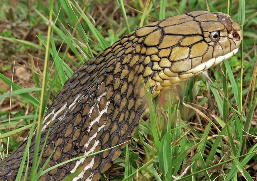 5 Facts About The King Cobra - Reptiles Magazine