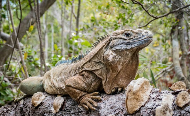 A critically endangered Jamaican iguana (Cyclura collei) is shown in the Hellshire Hills on the southern coast of Jamaica. 