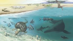 200 million year old deposits of the precursor of the Mediterranean Sea have been preserved in the Swiss High Alps. Whale-sized ichthyosaurs came from the open sea only occasionally into shallower water.