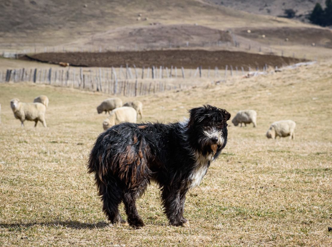 A small population of sheepdogs in Patagonia is genetically the closest to what is considered the original sheepdog.