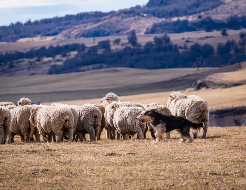 Sheep and clearance dogs