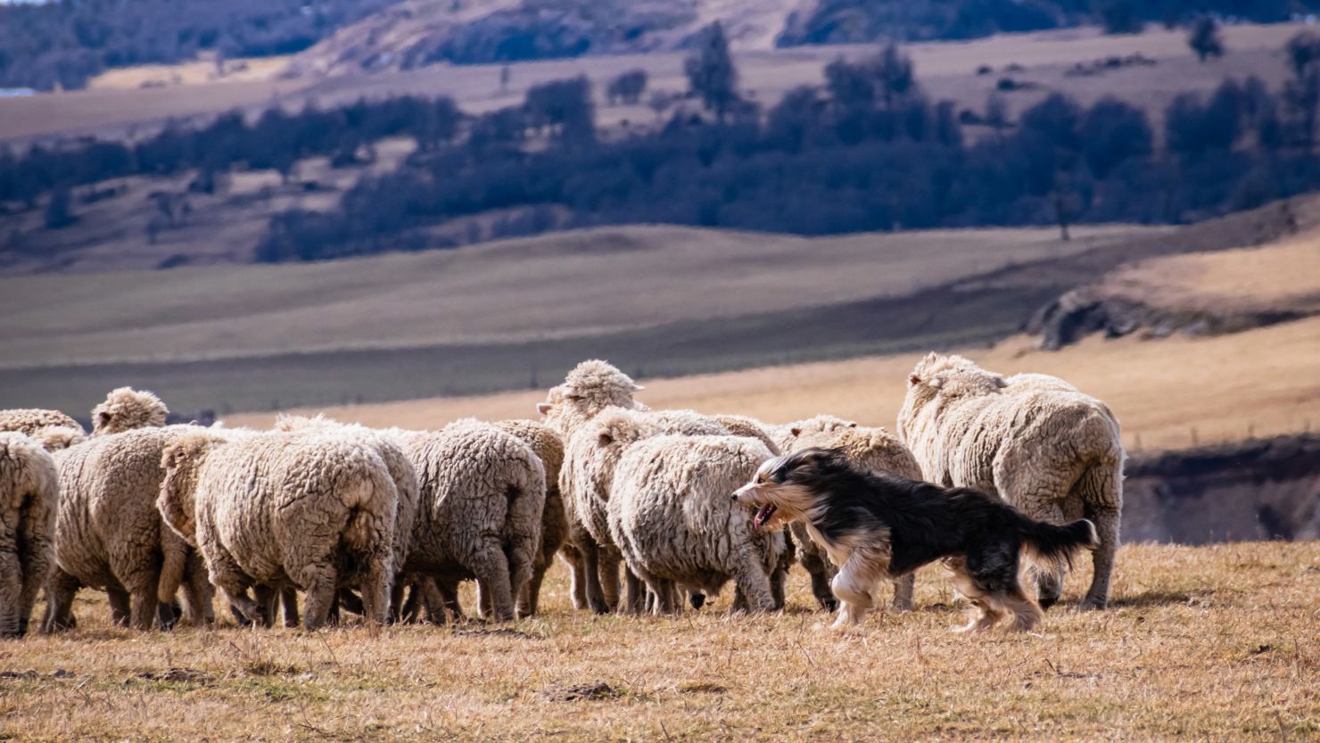 Sheepdogs were brought from the UK to South America to herd sheep.