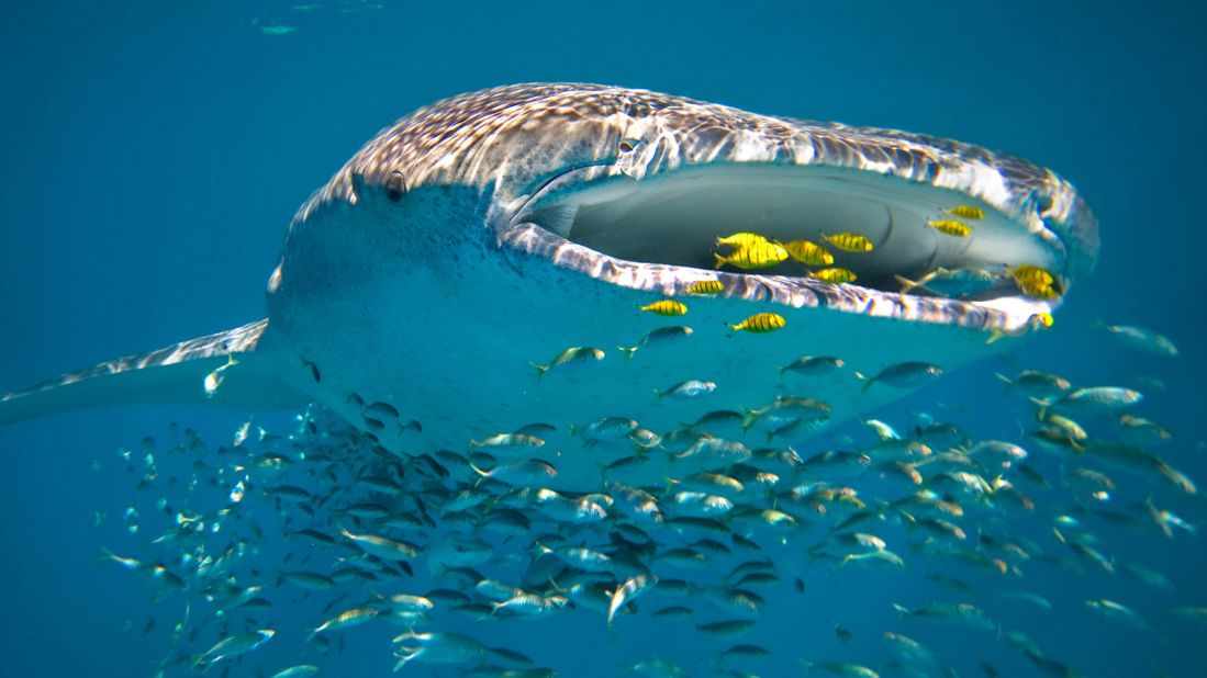 <strong>Ningaloo Reef, Western Australia: </strong>The third-longest fringing reef in the world, World Heritage-listed Ningaloo Reef is possibly one of the country's best-kept natural secrets.