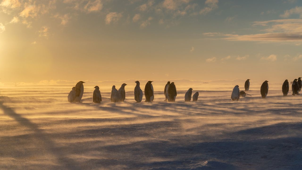Light from the midnight sun illuminates snowdrifts as evening falls on the Atka Bay emperor penguin colony.