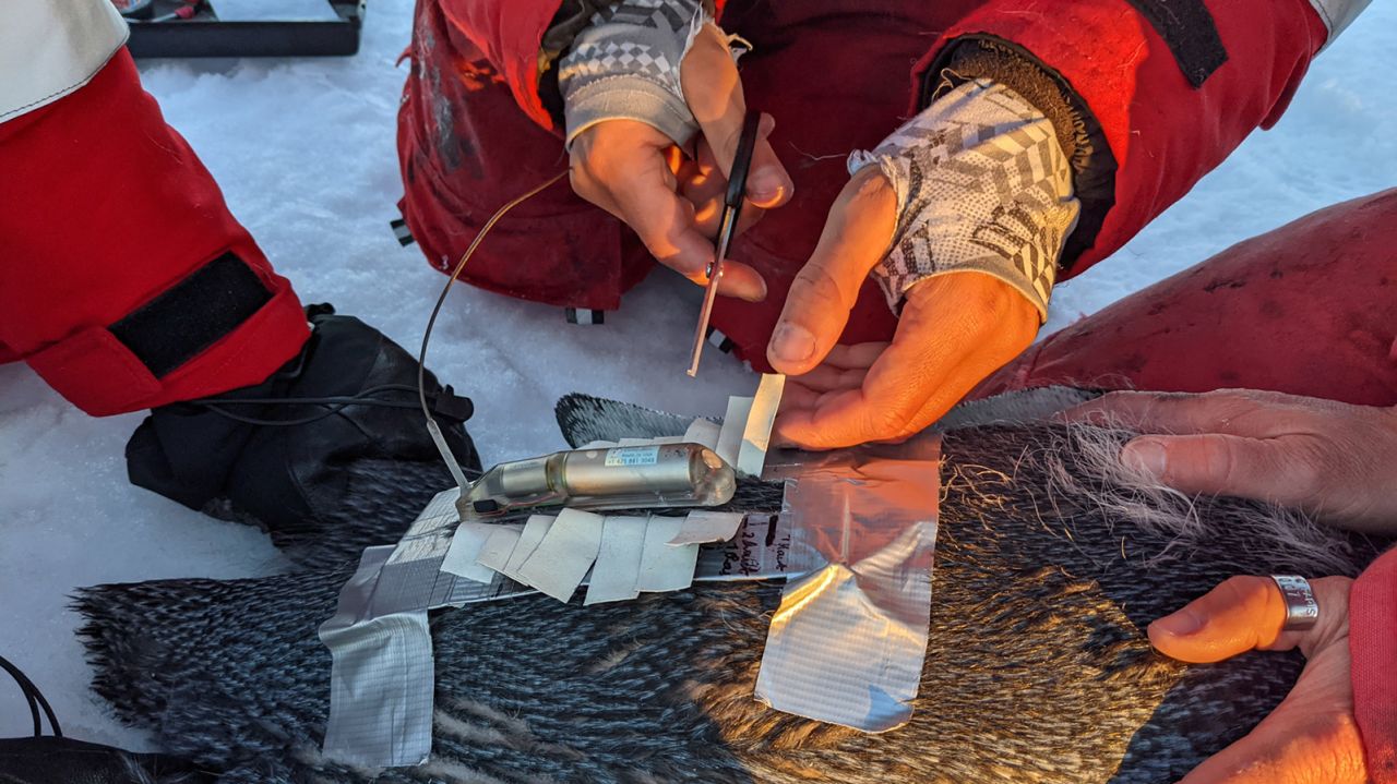 The tape that researchers use to attach the ARGOS datalogger equipment to the penguin chicks doesn't damage their feathers.