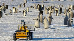05 emperor penguins antarctica body