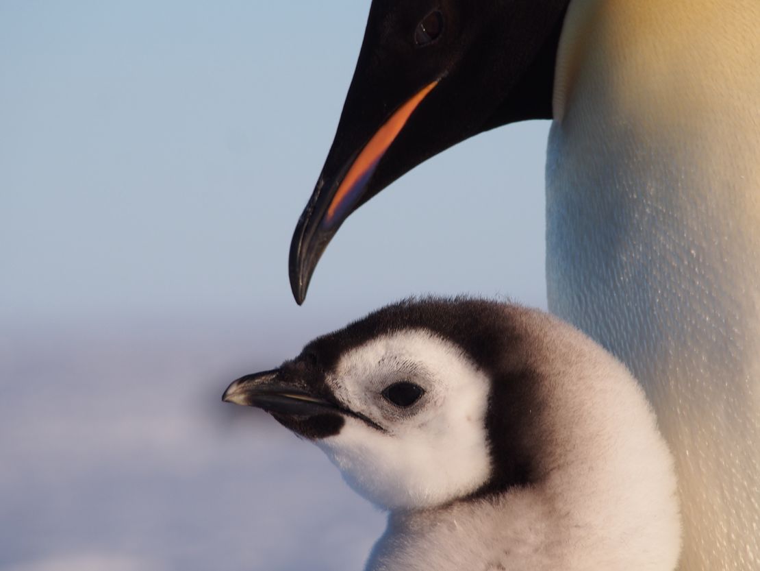 An emperor penguin chick sticks close to its parent for feeding time.