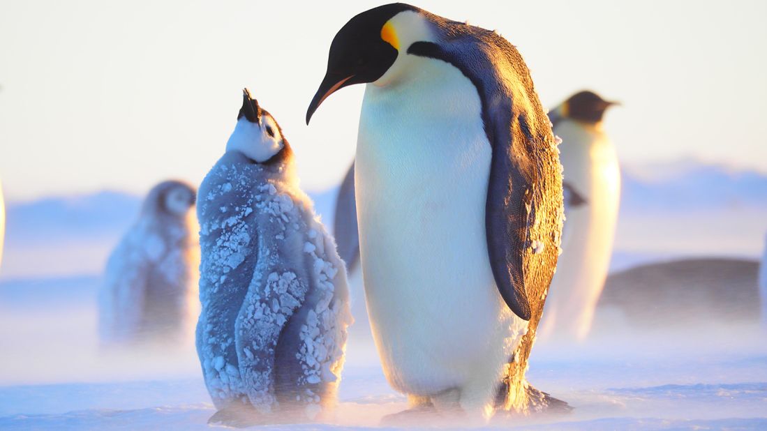 A 4-month-old emperor penguin chick is fed by its parent, just returned from a foraging trip in the sea.