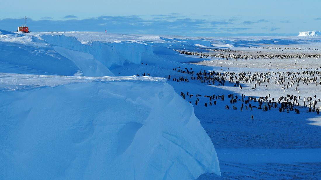 Penguins reign supreme at the South Pole, where a single colony can number in the tens of thousands.