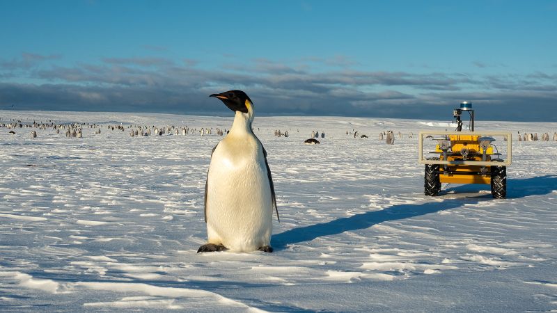 Emperor Penguins At Risk Of Extinction Due To Climate Crisis | CNN