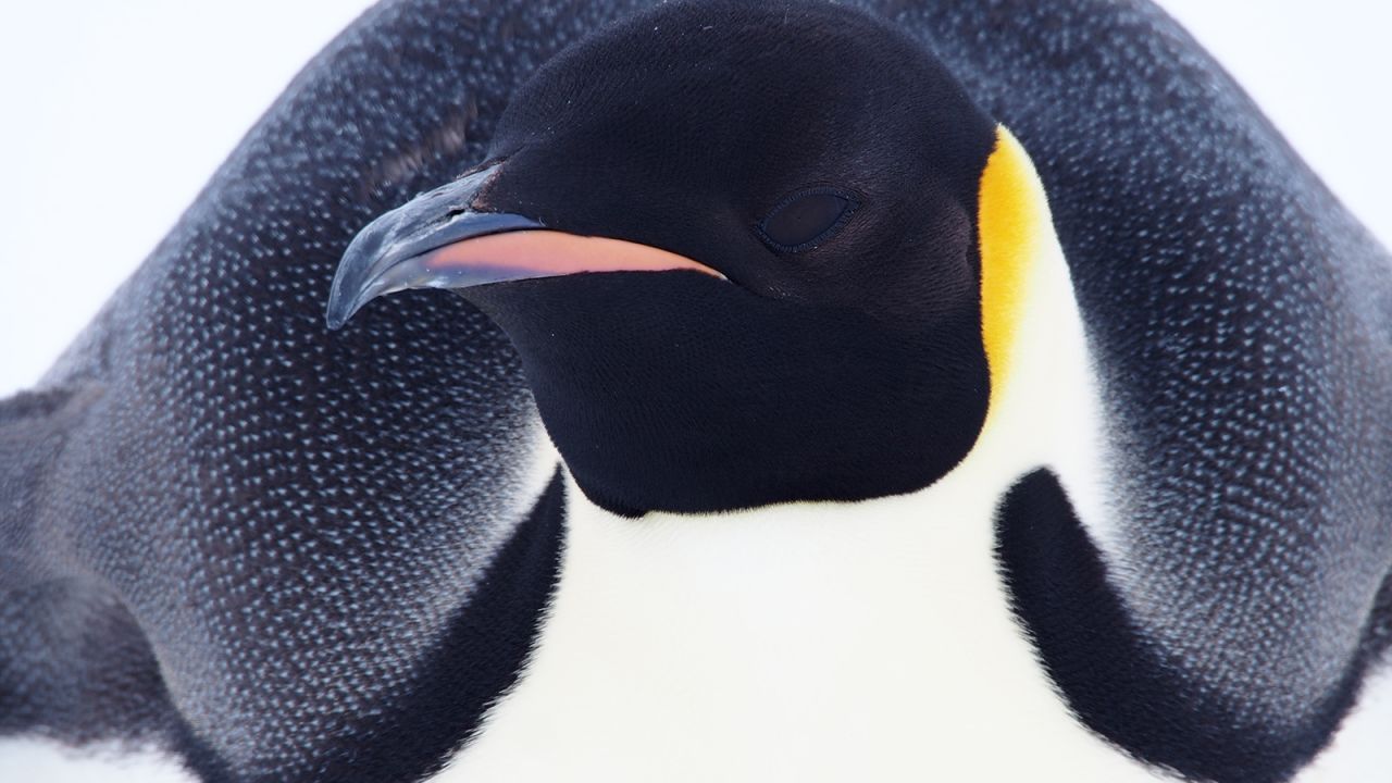Emperor penguins are the tallest and heaviest of all penguin species.