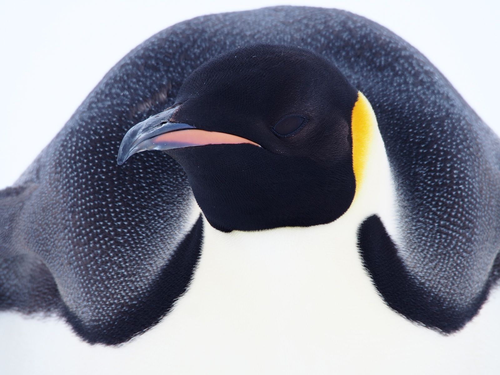 A robot lives in this Antarctic penguin colony. It's trying to save them | CNN A robot lives in this Antarctic penguin colony. It's trying to save them | CNN