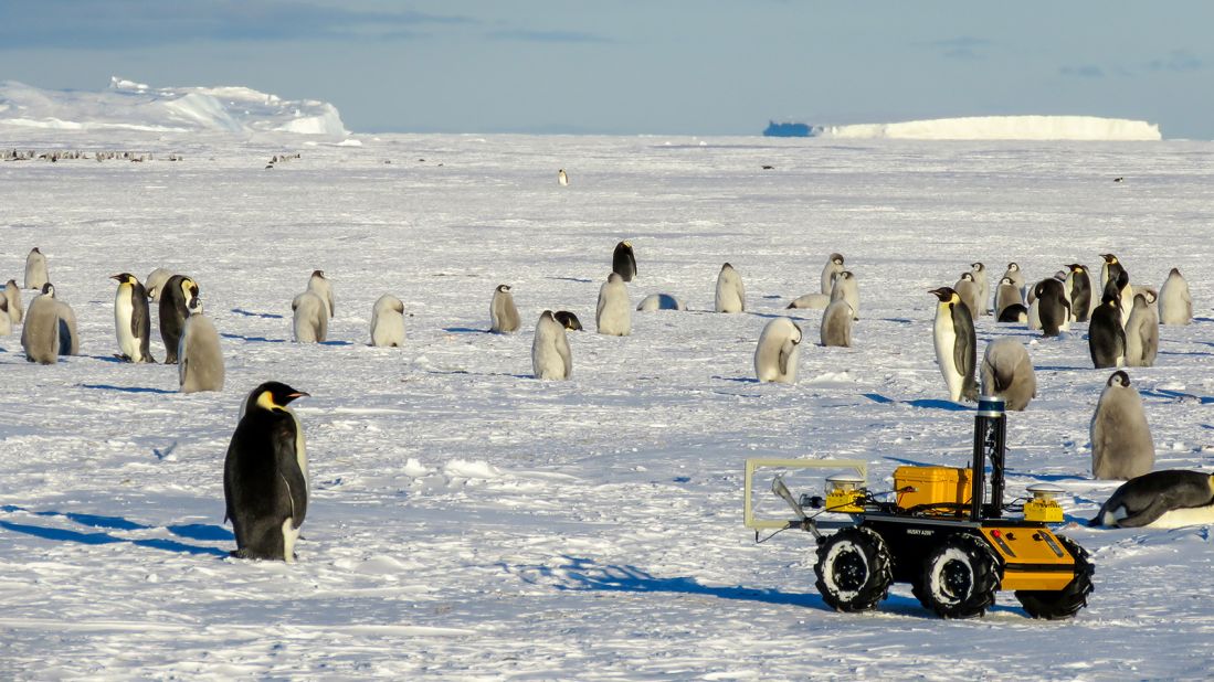 The robot moves more slowly than a human can walk as it approaches the penguins so it doesn't frighten them.