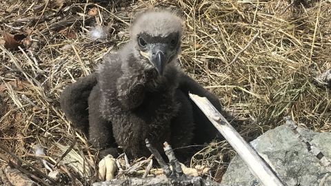 The baby eagle was safely returned to its nest by ecologist Peter Sharpe. 