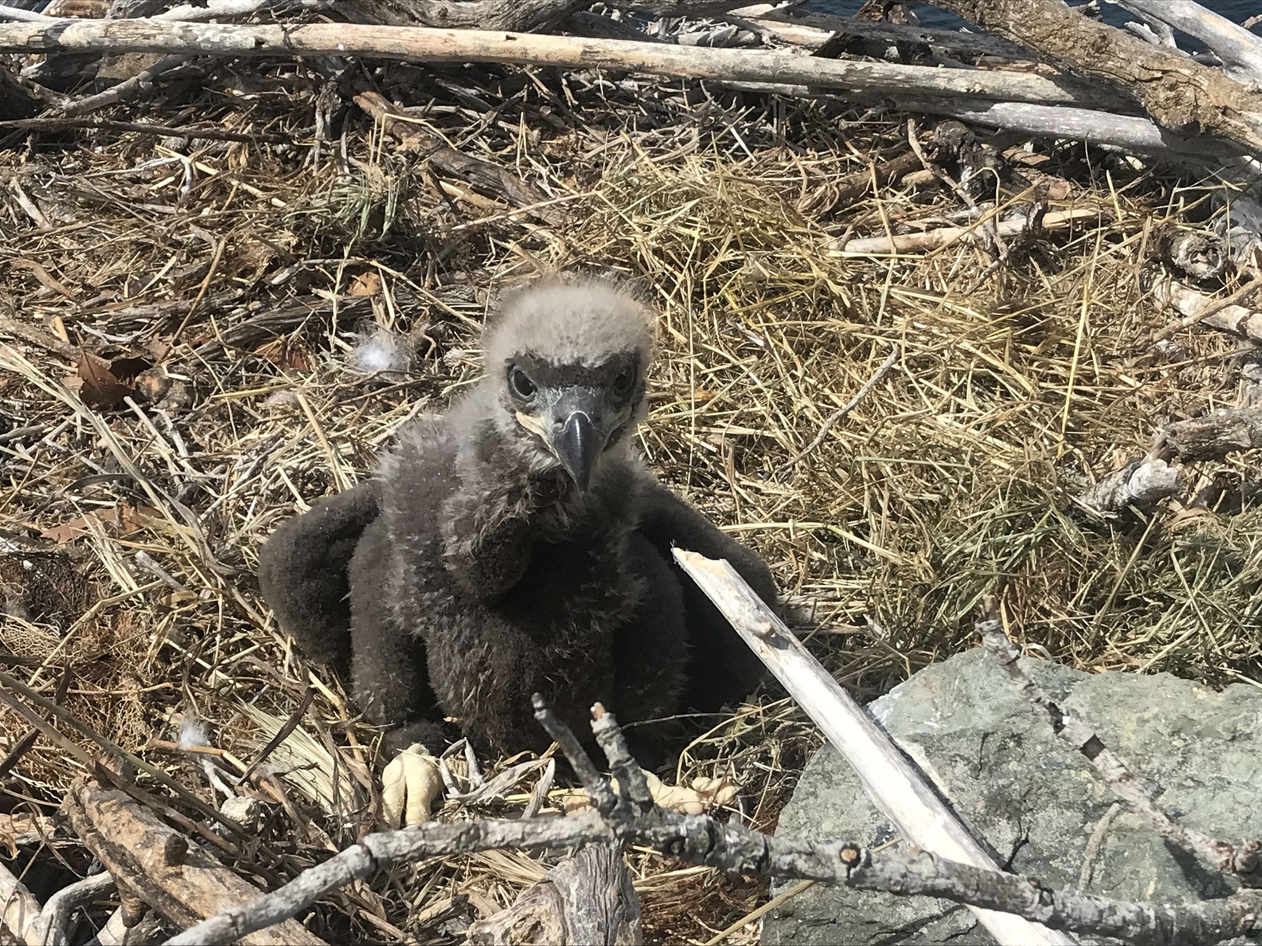 Baby bald eagle rescued after parent accidentally kicks it from nest | CNN