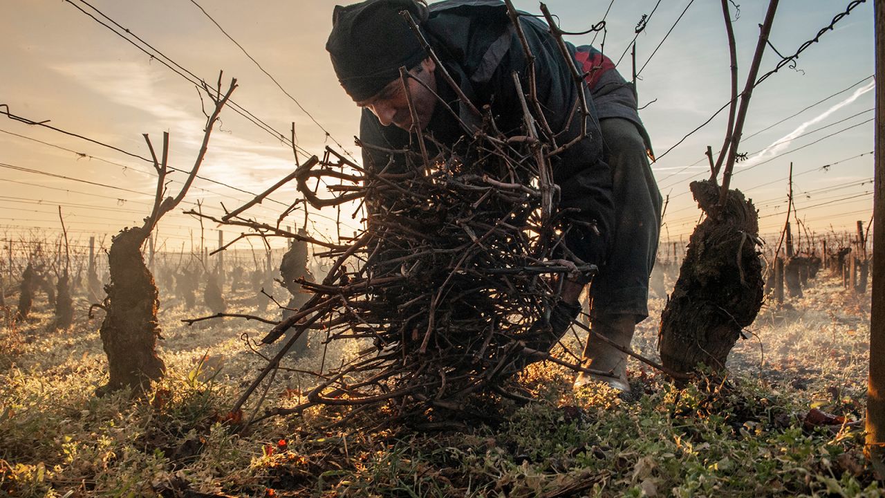 <strong>Errazuriz Wine Photographer of the Year - Overall and People winner | Jon Wyand of the United Kingdom | "Gathering Prunings on Corton Hill":</strong> Winter prunings are gathered in the vineyards of Corton Hill in Burgundy, France.