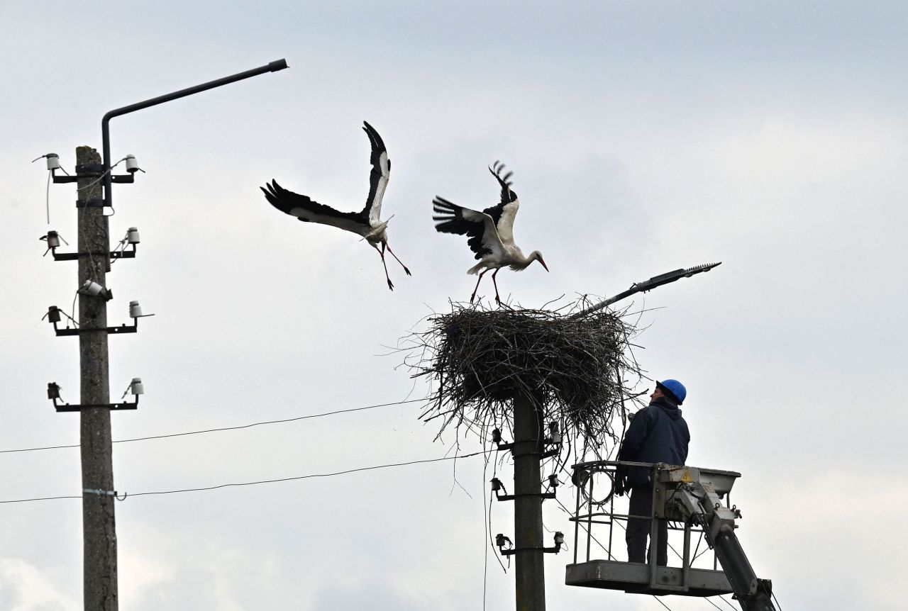 A worker restores an electric line next to a couple of storks nesting in Borodianka, Ukraine, on Thursday, April 21.