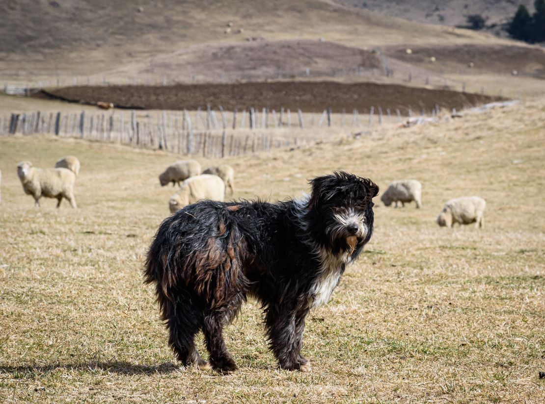 Patagonian sheepdogs are known for being very fluffy.