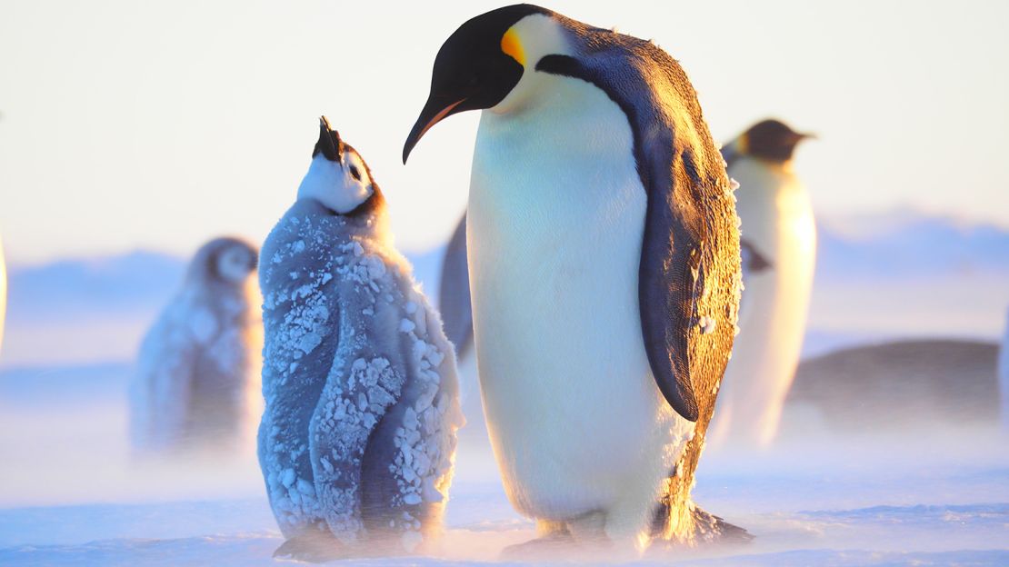 An emperor penguin returns to its chick after foraging in the sea.