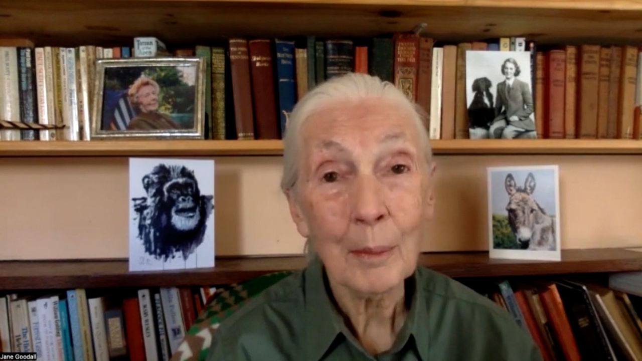 Jane Goodall