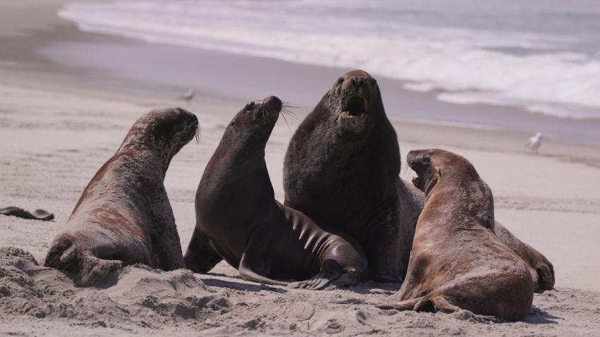 New Zealand sea lions