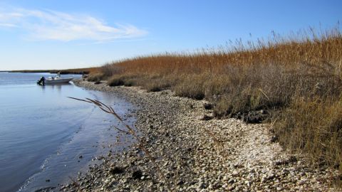 Oyster shells discarded more than 1,000 years ago have been found at this eroding archaeological site on Maryland's Eastern Shore.  