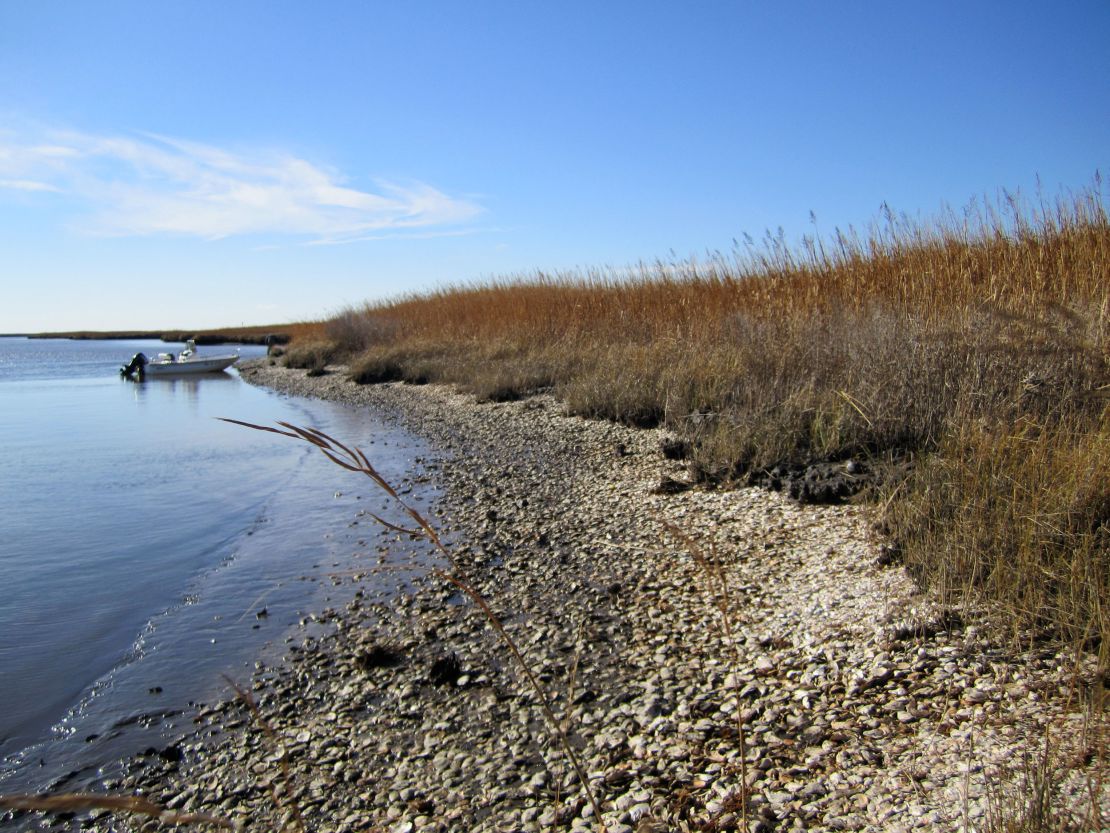 Oyster shells discarded more than 1,000 years ago have been found at this eroding archaeological site on Maryland's Eastern Shore.