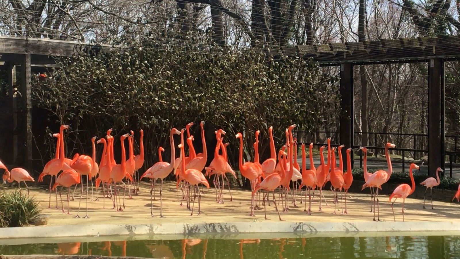 National Zoo says a wild fox killed 25 of its flamingos and a duck | CNN  Politics