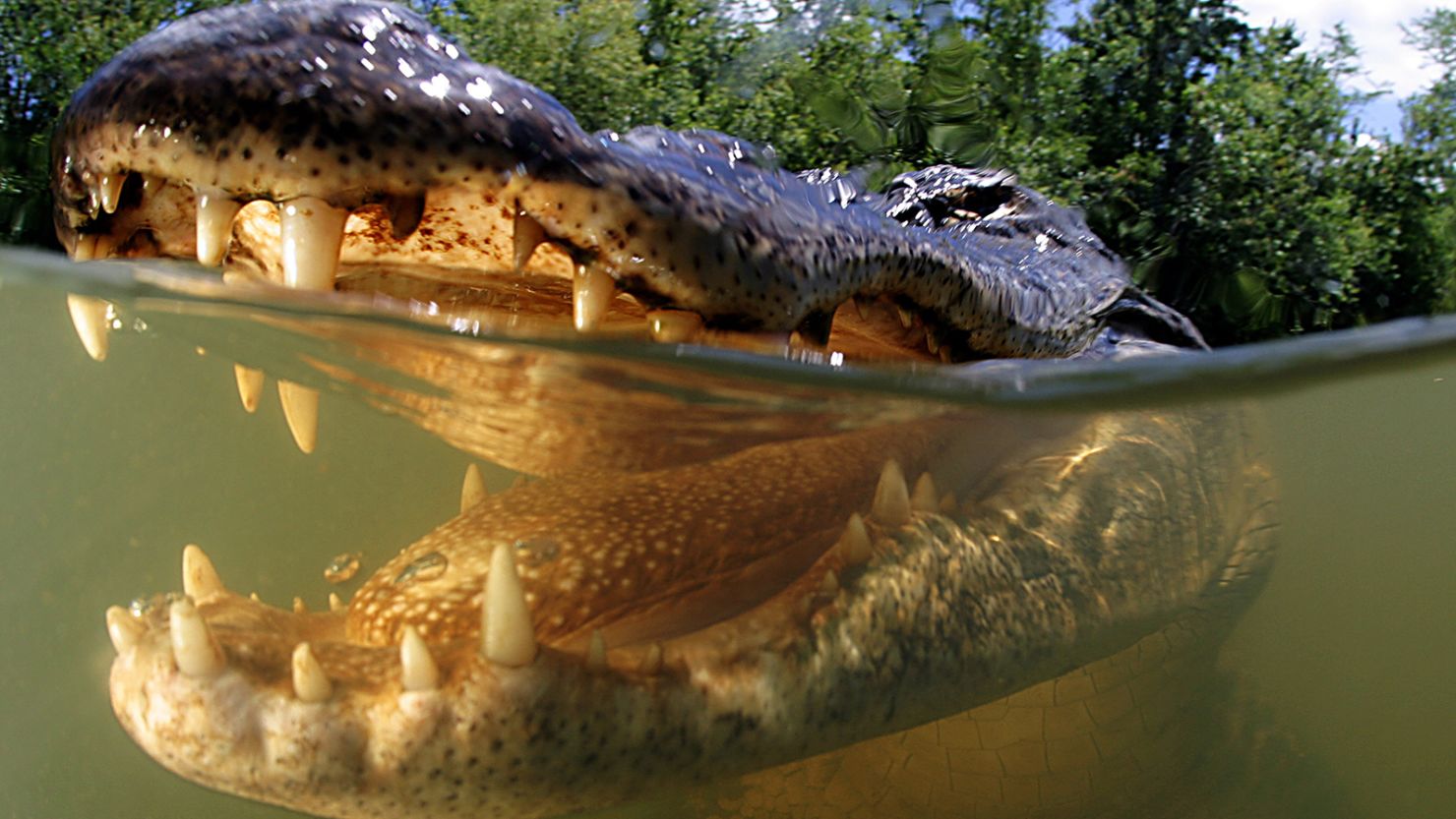 Cal Crocodile -Türsicherung für Profilzylinder