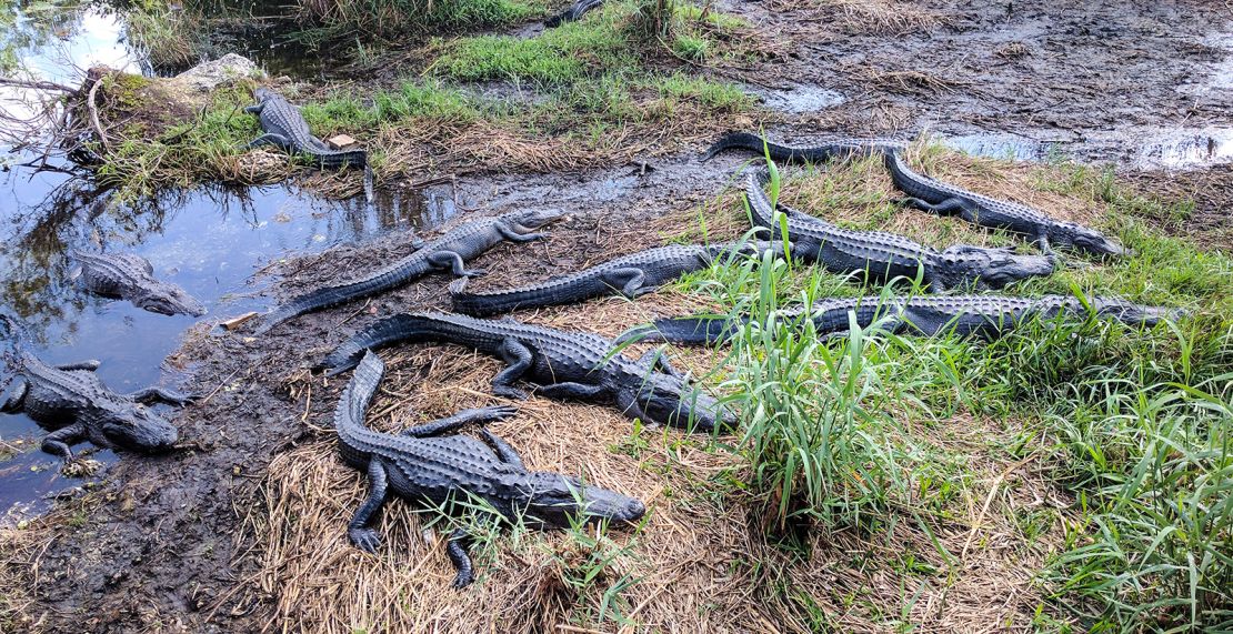 How to survive an alligator attack – or better yet, avoid one entirely
